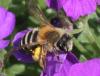 Andrena gravida